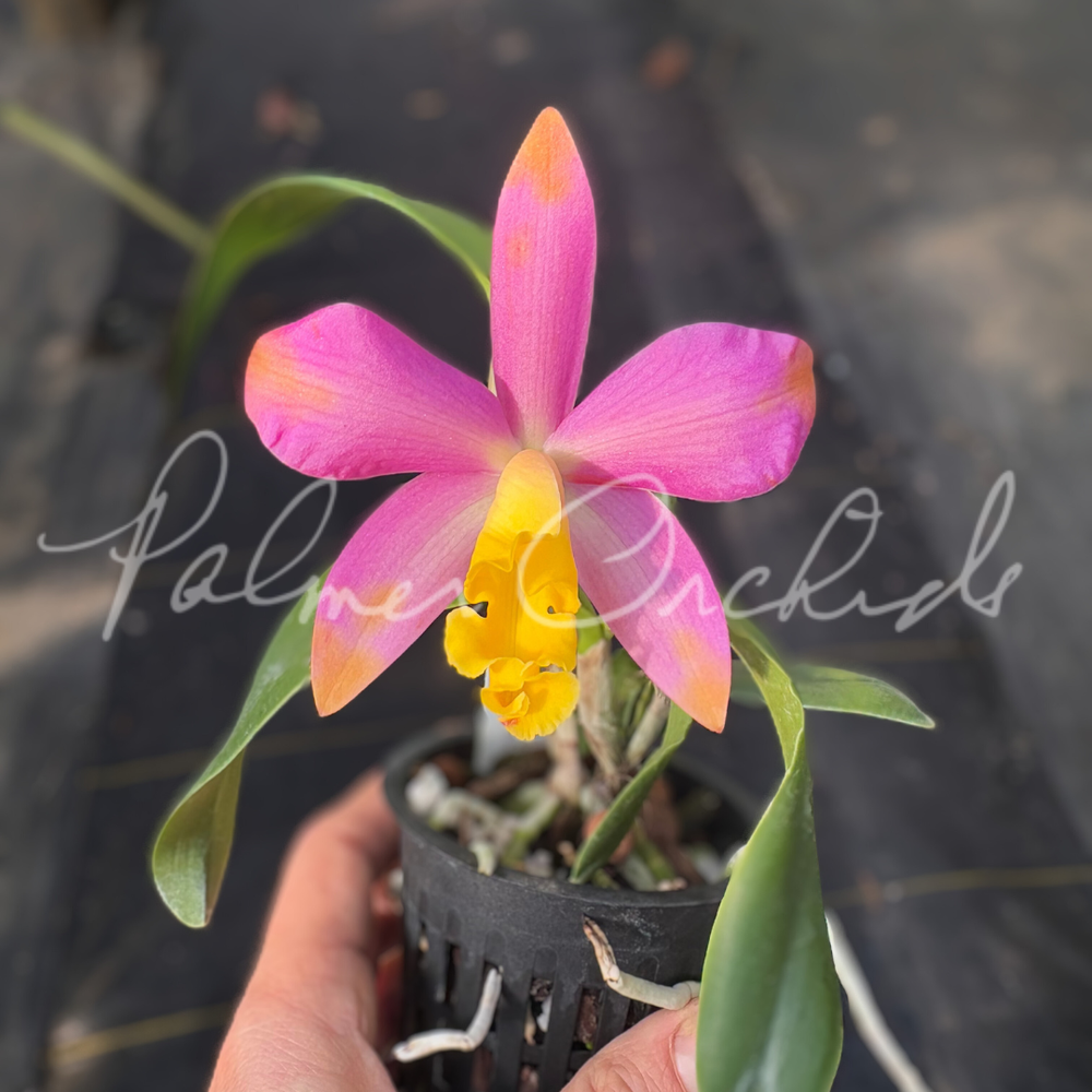 Ctt+Magic+Bell+palmer+orchids+